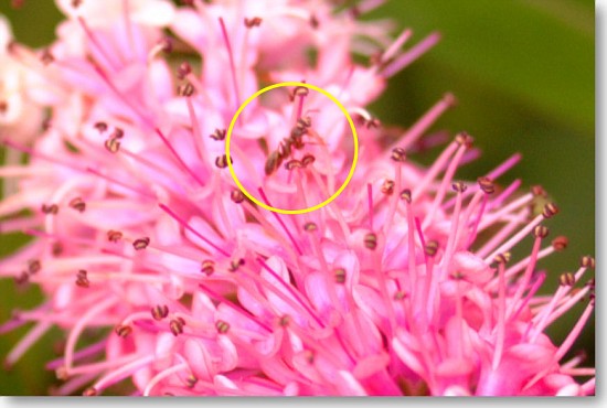 Ant crawling on an open flower (zoomed)